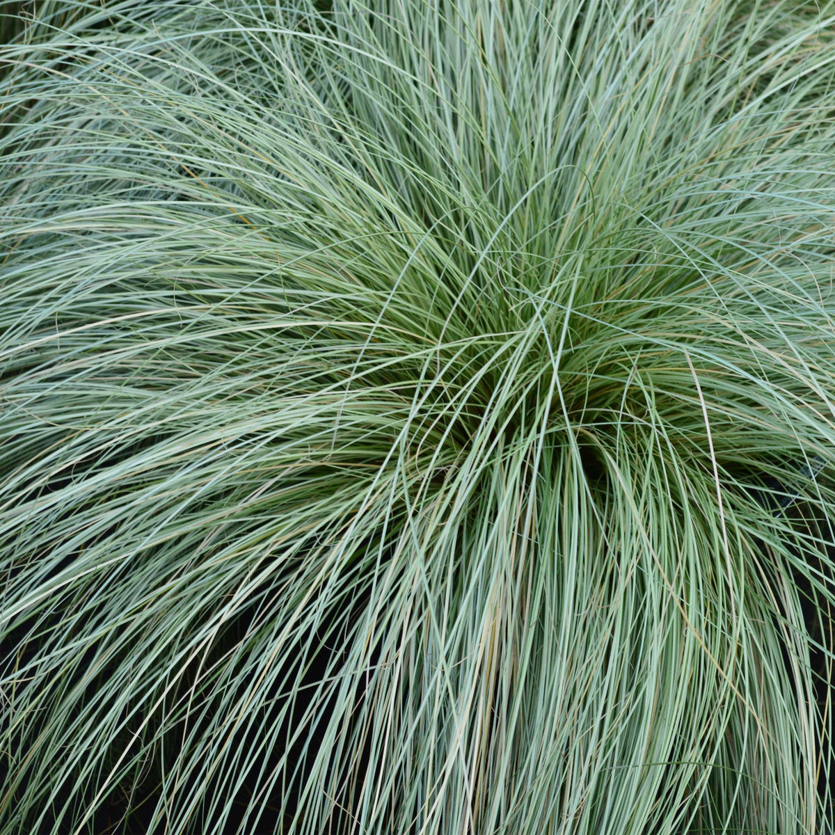 Carex comans 'Frosted Curls' (Kräuselsegge) – Ø 17 cm, 50 cm hoch – Bild 4