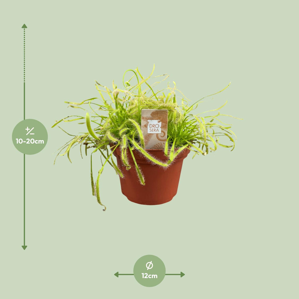Drosera Capensis (Sonnenalge) – Ø12 cm, 17 cm hoch