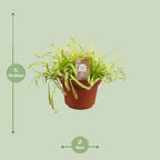 Drosera Capensis (Sonnenalge) – Ø12 cm, 17 cm hoch