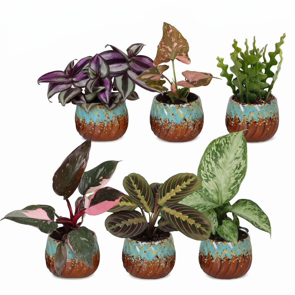6× Surprise box of houseplants incl. Copper Reef – Ø6 cm, 5–15 cm tall – photo 2