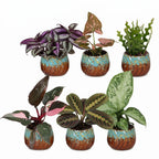 6× Surprise box of houseplants incl. Copper Reef – Ø6 cm, 5–15 cm tall
