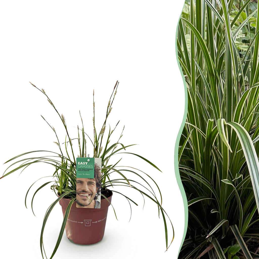 Carex morrowii 'Ice Dance' (sedge) – Ø17 cm, 50 cm high