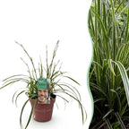 Carex morrowii 'Ice Dance' (sedge) – Ø17 cm, 50 cm high