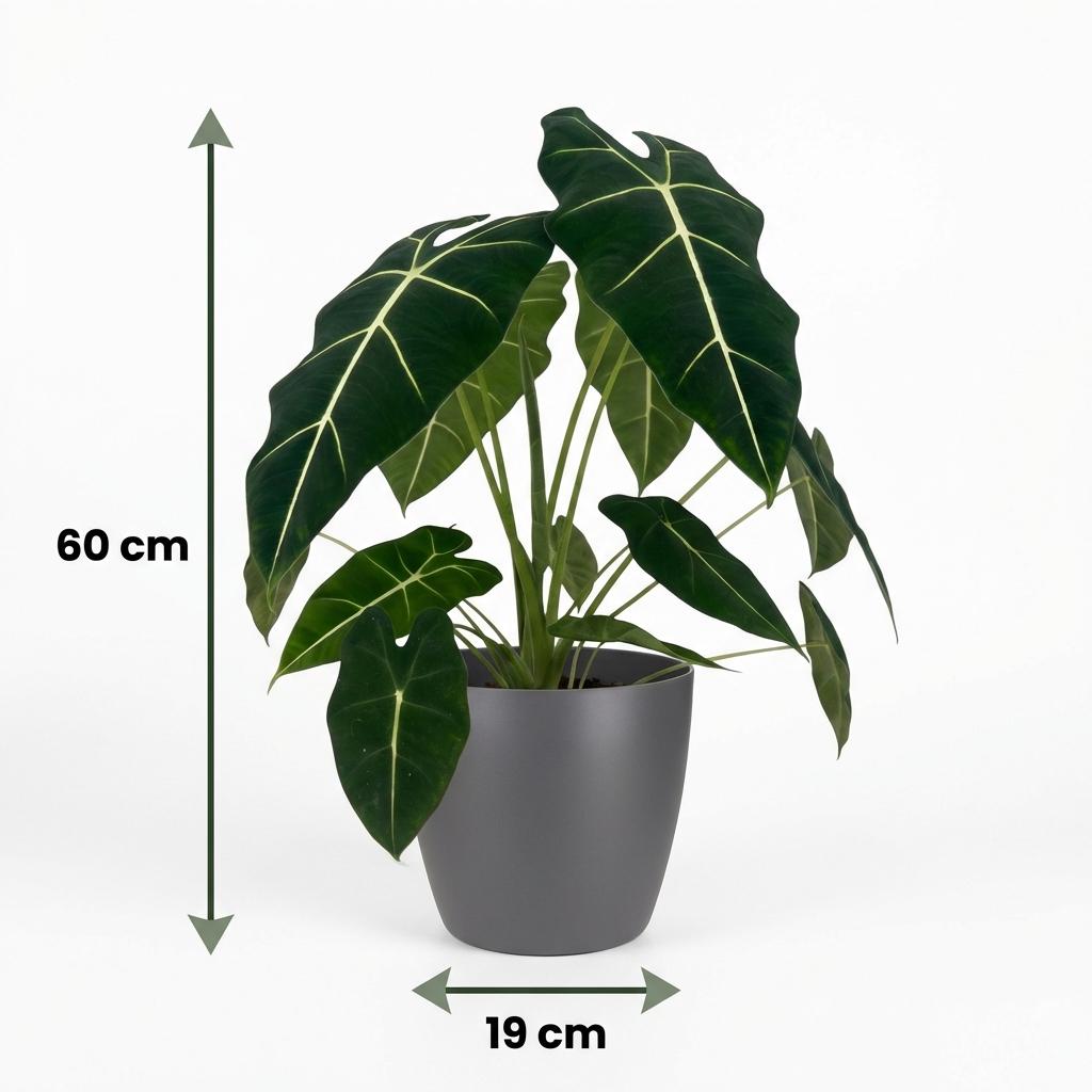 Alocasia Frydek (oreille d'éléphant) en pot décoratif gris – Ø19 cm, 60 cm de haut – photo 5