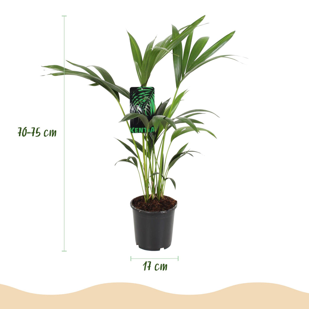 2× Howea forsteriana (palmier kentia) – Ø17 cm, 70–75 cm de haut – photo 3