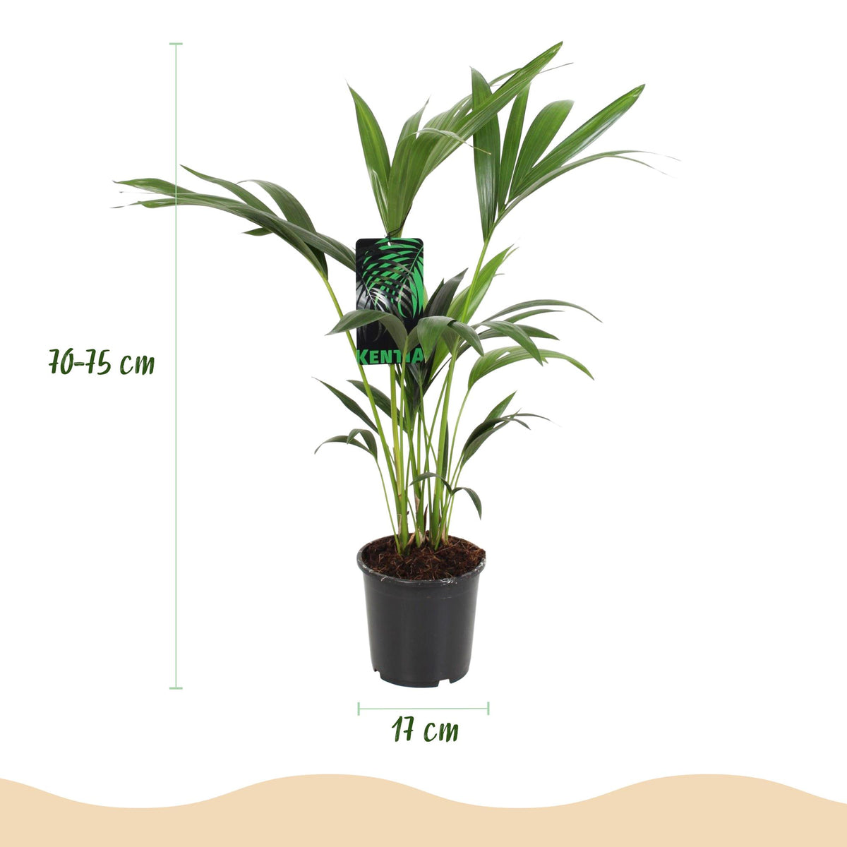 2× Howea forsteriana (kentiapalm) – Ø17 cm, 70–75 cm hoog