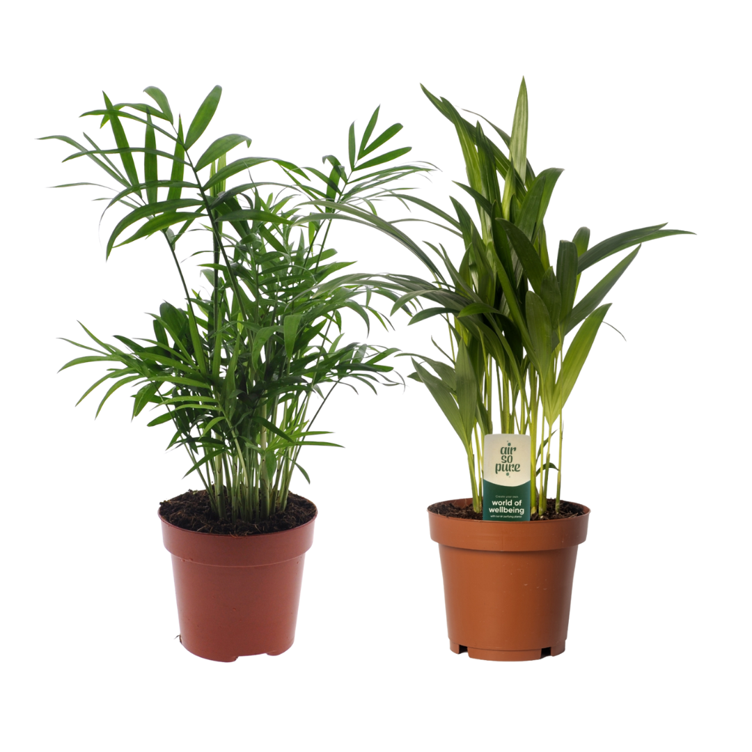 2× Dypsis lutescens/Chamadorea Duo (palmier doré) – Ø12 cm, 40 cm de haut
