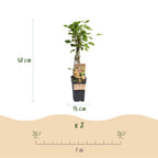 Ribes rubrum 'Parel' (Johannisbeerpflanze) – 2 Pflanzen, Ø 15 cm, 50 cm hoch
