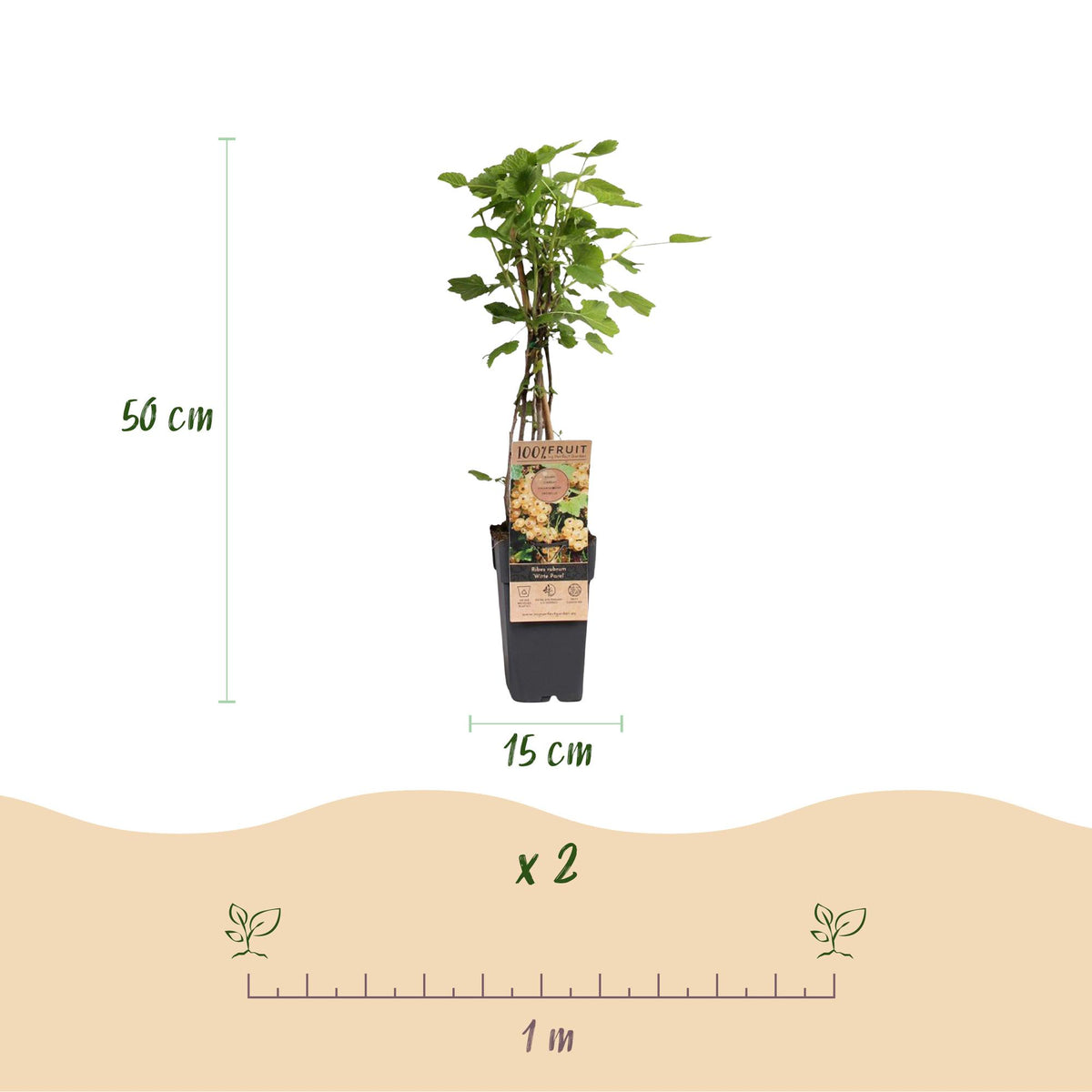 Ribes rubrum 'Parel' (Johannisbeerpflanze) – 2 Pflanzen, Ø 15 cm, 50 cm hoch – Bild 3