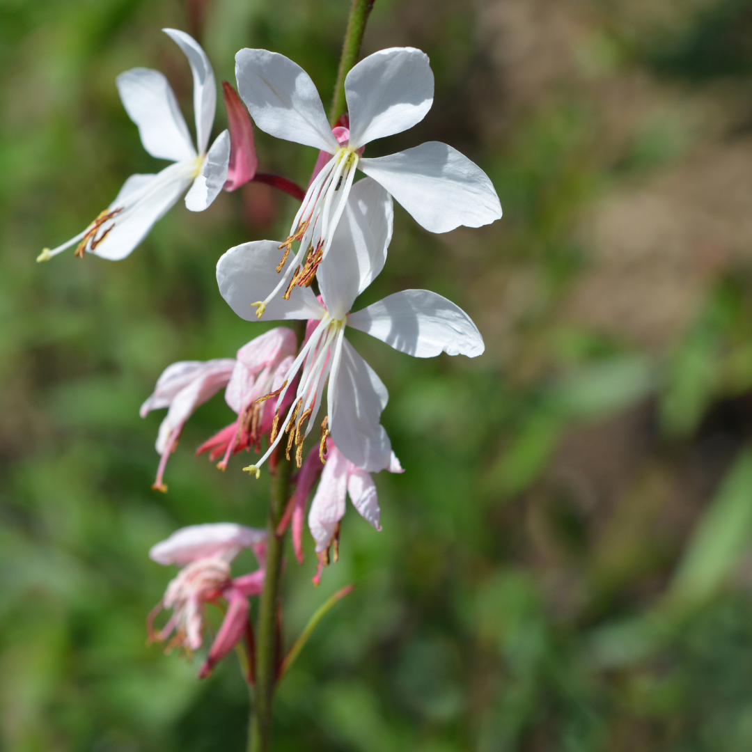 Gaura lindheimeri (Lindheimer's gaura) – 6 plants, Ø9 cm, 10–25 cm tall – photo 7