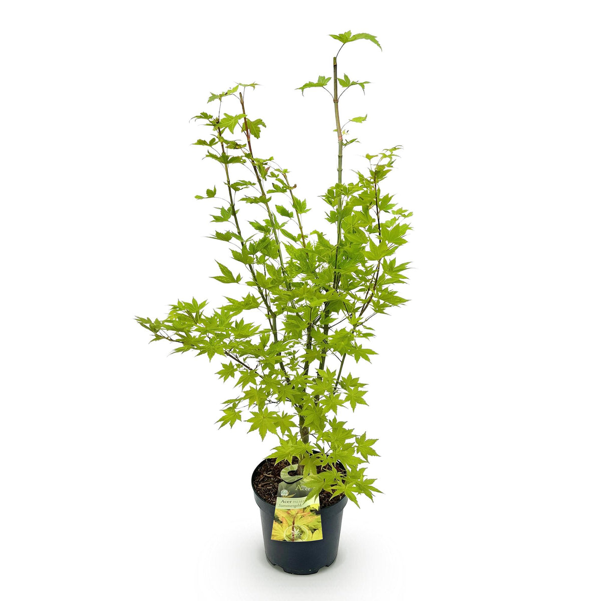 Acer palmatum 'Summergold' (Japanischer Ahorn) – gelb – Ø26 cm, 90 cm hoch – Bild 2