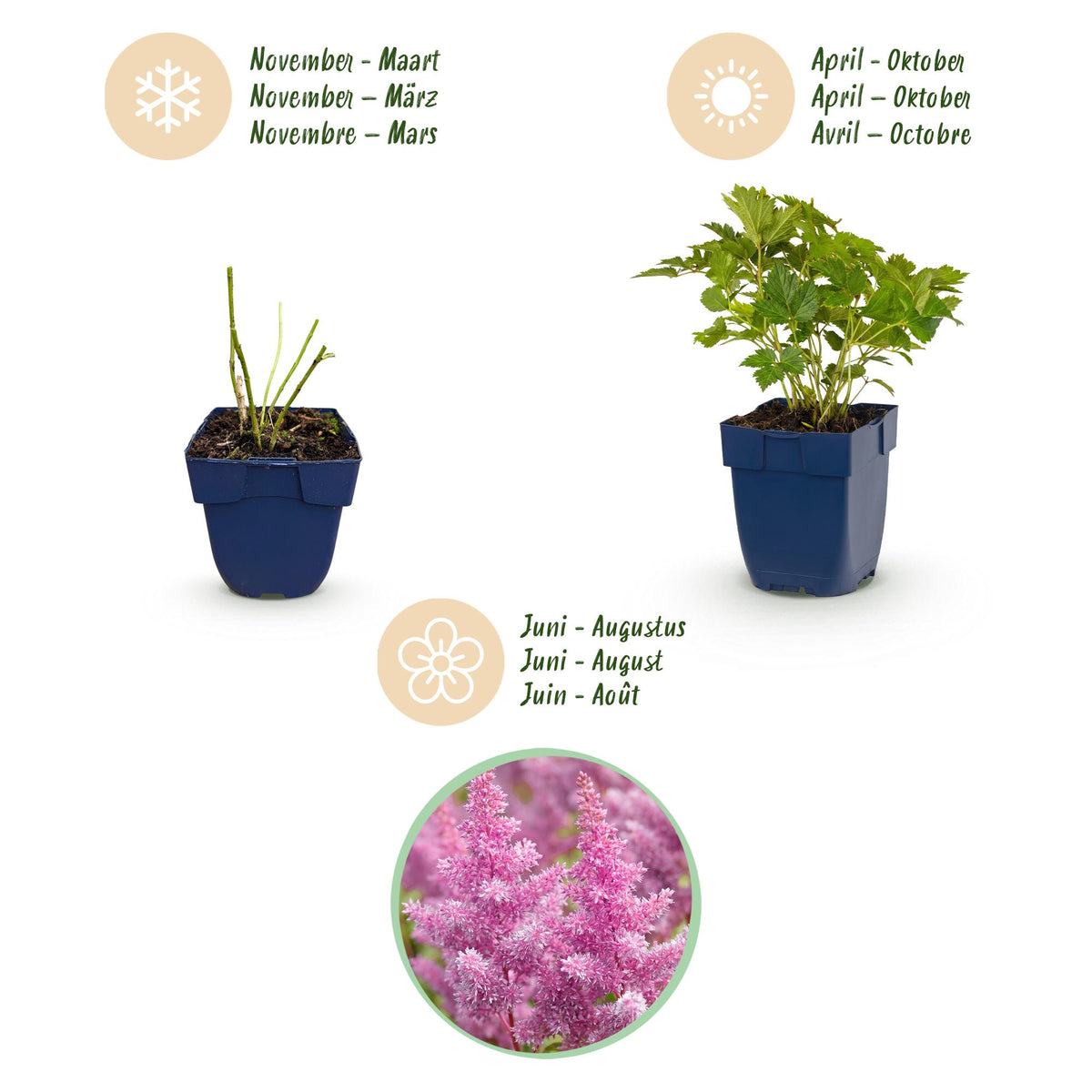 Astilbe chin. 'Pumila' (pluimspirea) – paars – 24 planten, Ø11 cm, 15–25 cm hoog