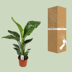 Strelitzia nicolai (hvid paradisfugleblomst) – Ø17 cm, 70 cm høj – cm – art. 23191