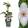 Clematis 'Miss Bateman' (Waldrebe) – weiß – 6 Pflanzen, Ø 9 cm, 35 cm hoch