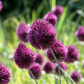 Kogellook (Allium sphaerocephalon) – 800 bloembollen (bolmaat 5/6)