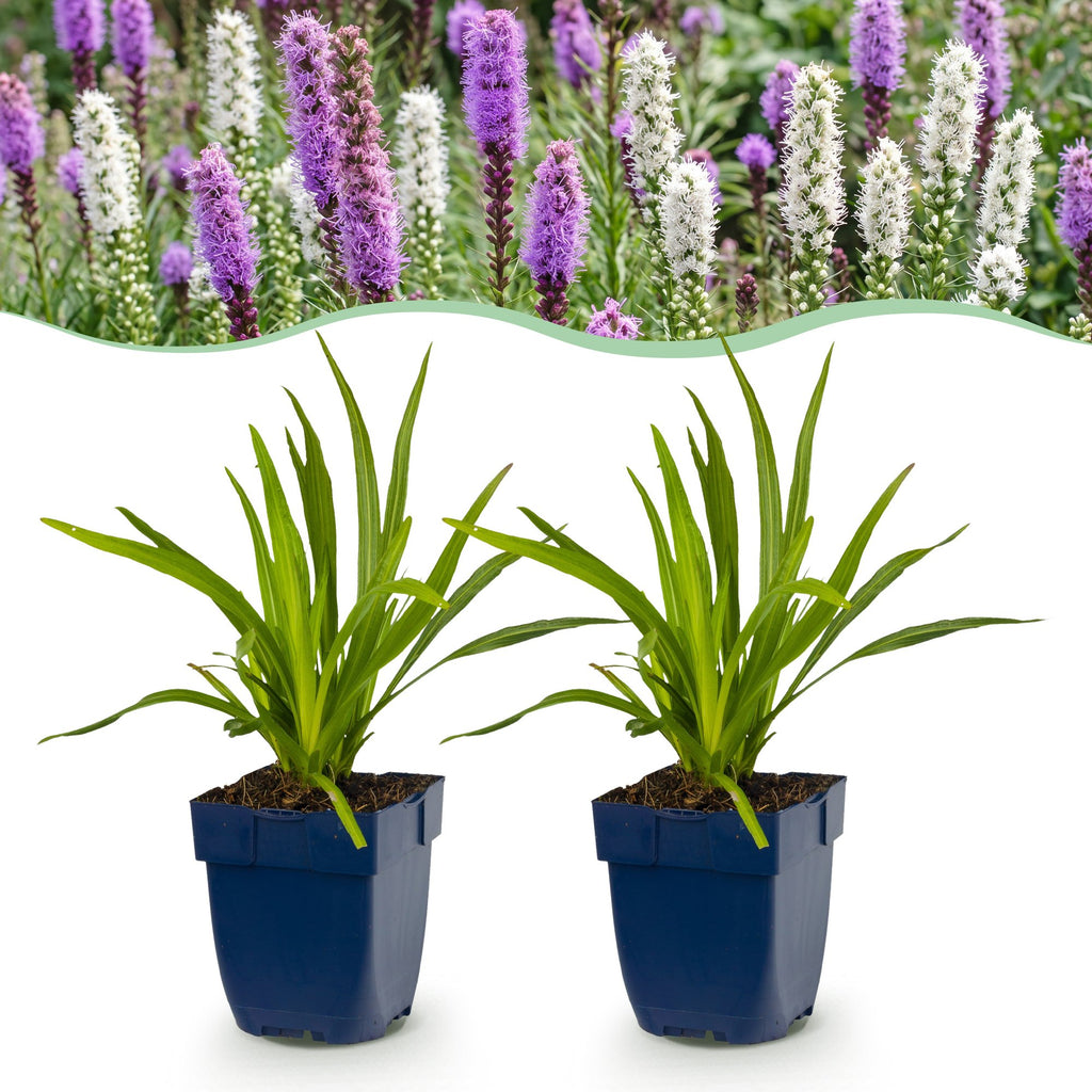Liatris 'Duo' (lampenpoetserplant) – roze-wit – 12 planten, Ø11 cm, 15–25 cm hoog