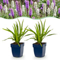 Liatris 'Duo' (lampenpoetserplant) – roze-wit – 12 planten, Ø11 cm, 15–25 cm hoog
