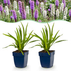 Liatris 'Duo' (lampenpoetserplant) – roze-wit – 12 planten, Ø11 cm, 15–25 cm hoog