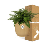 Asplenium Parvati in ELHO Vibes Fold 14cm geel (vogelnestvaren) – 25 cm hoog