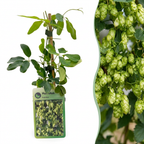 Humulus lupulus 'Nordbrau' (houblon Nordbrau) – 4 plants, Ø9 cm, 35 cm de haut