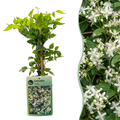 Clematis vitalba (Waldrebe) – weiß – 2 Pflanzen, Ø 9 cm, 35 cm hoch