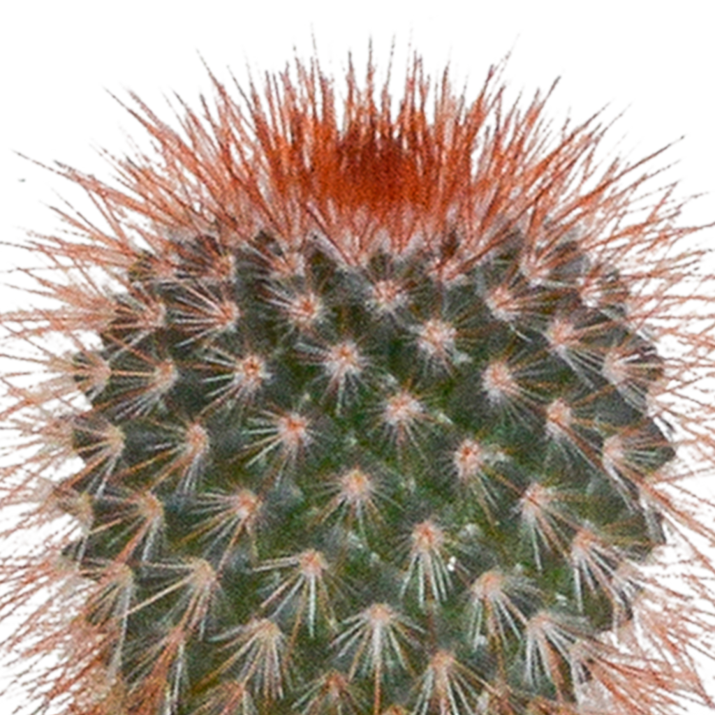 Kaktusmix (Cactaceae) i hvid potte – Ø6 cm, 40 cm høj