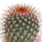 Kaktusmix (Cactaceae) i hvid potte – Ø6 cm, 40 cm høj
