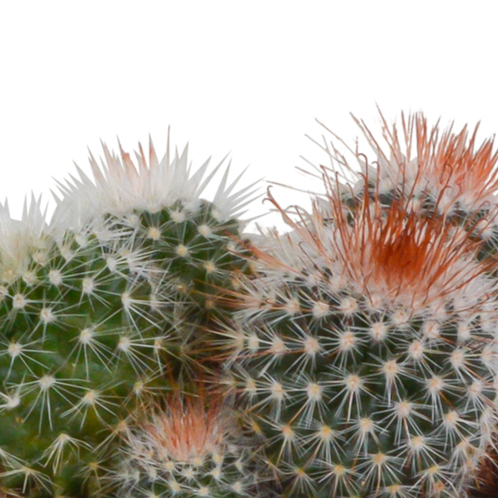 3× Koglekaktus mix (Cactaceae) – Ø9 cm, 16 cm høj