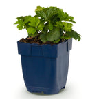 Waldsteinia ternata – gelb – Ø11 cm, 15–25 cm hoch