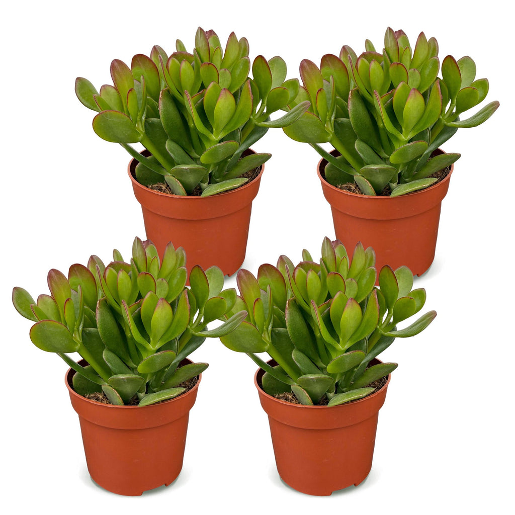 4× Crassula ovata (jadeplante) – Ø12 cm, 16 cm høj