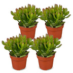 4× Crassula ovata (jadeplante) – Ø12 cm, 16 cm høj