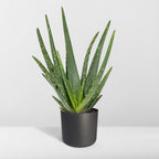 Aloe vera – Ø12 cm, 40 cm høj