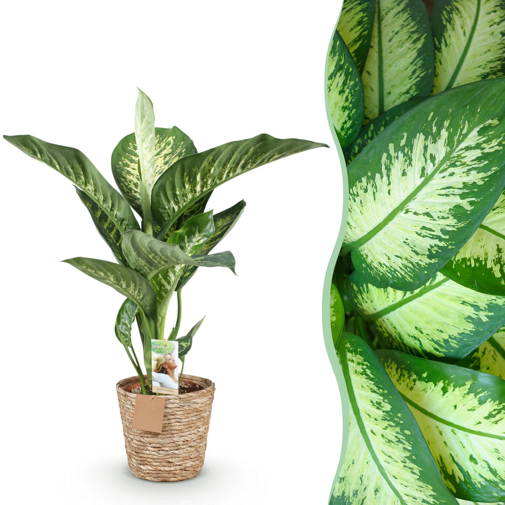 Dieffenbachia met mand – Ø21 cm, 90–100 cm hoog
