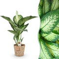 Dieffenbachia met mand – Ø21 cm, 90–100 cm hoog