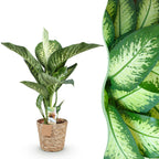 Dieffenbachia met mand – Ø21 cm, 90–100 cm hoog