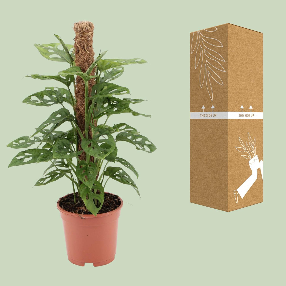 Monstera monkey (Fensterblatt) – Ø17 cm, 60 cm hoch