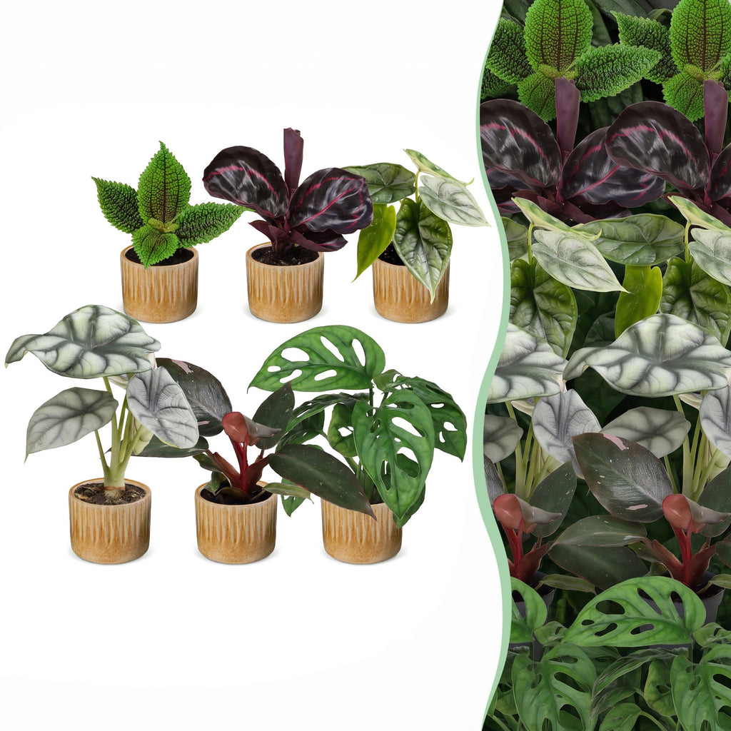 6× Baby Plants Jungle Mix incl. Linnea Honey – Ø6 cm, 10–15 cm tall