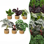 6× Baby Plants Jungle Mix incl. Linnea Honey – Ø6 cm, 10–15 cm tall
