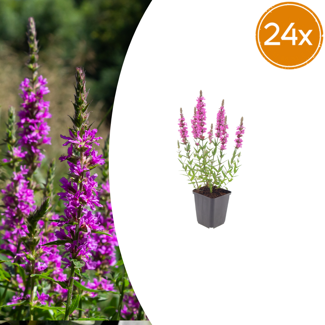 Lythrum salicaria (Blutweiderich) – 24 Pflanzen, Ø9 cm, 10–25 cm hoch