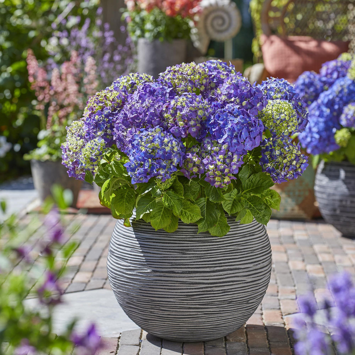 Hydrangea 'Endless Summer Summer Love Purple' (hortensia) – paars – 2 planten, Ø14 cm, 20–25 cm hoog – photo 5