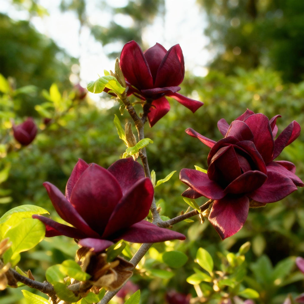 Magnolie 'Genie' – lila – Ø 12 cm, 30 cm hoch – Bild 4