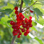 Ribes rubrum 'Jonkheer Van Tets' (bessenplant) – 2 planten, Ø15 cm, 50 cm hoog