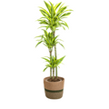 Dracaena Deremensis Lemon Lime (Drachenbaum) mit Korb – Ø24 cm, 130–150 cm hoch