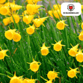Narcis 'Golden Bells' – 25 blomsterløg