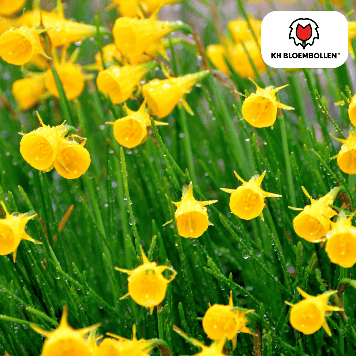 Narcis 'Golden Bells' – 25 blomsterløg
