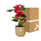 Anthurium Red 12cm in ELHO Vibes Fold 14cm gelb (Flammenlilie) – 40 cm hoch