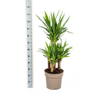 Yucca elephantipes – Ø30 cm, 90–110 cm høj