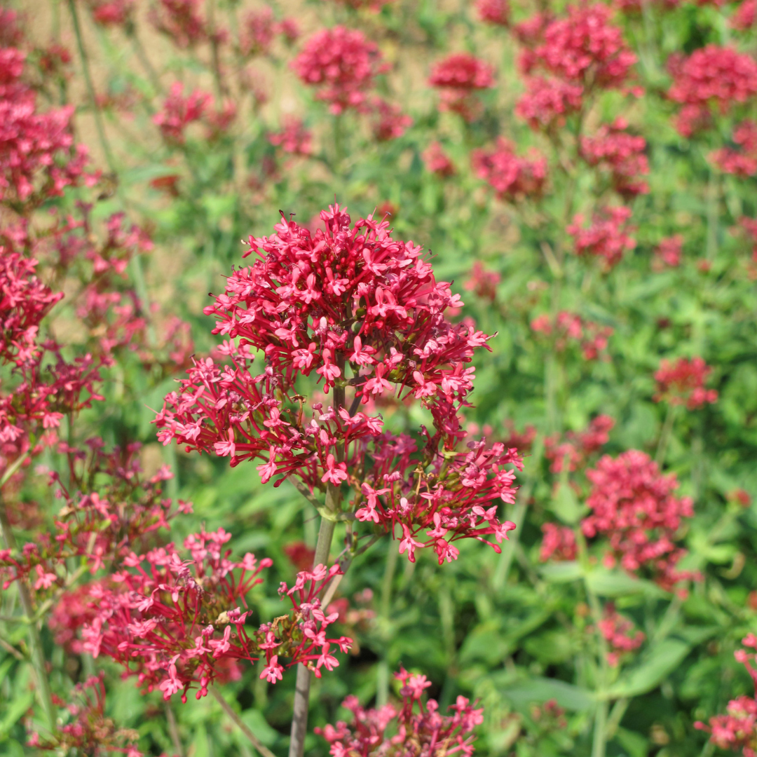 Centranthus ruber 'Coccineus' (spoorbloem) – 6 planten, Ø9 cm, 10–25 cm hoog – foto 7