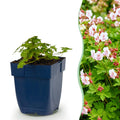Geranium macrorrhizum 'Spessart' (Storchschnabel) – rosa-weiß – Ø11 cm, 15–25 cm hoch