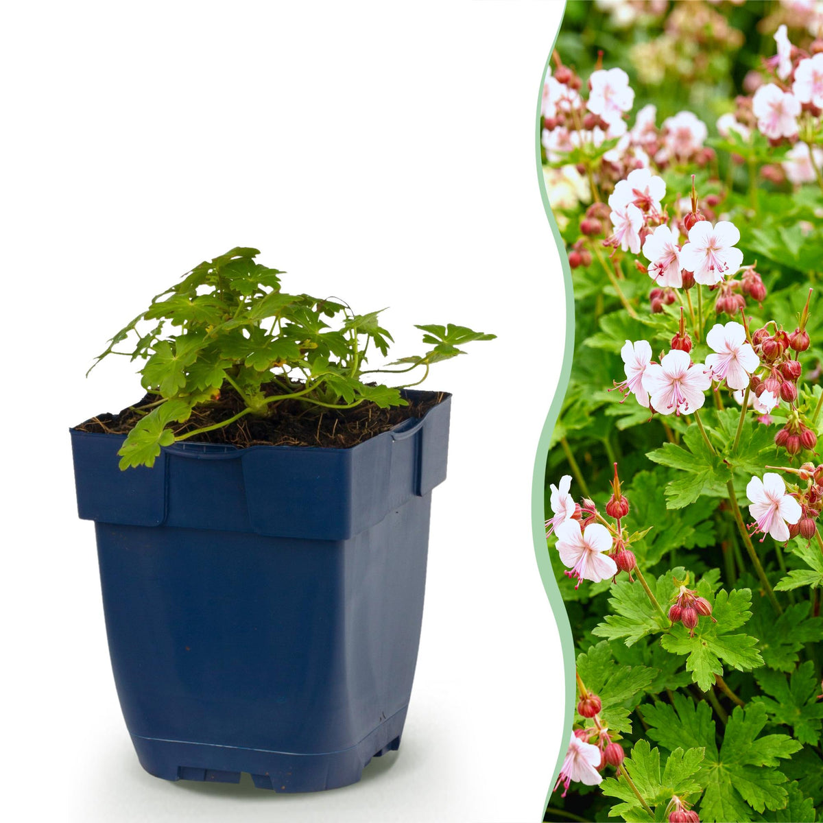 Geranium macrorrhizum 'Spessart' (Storchschnabel) – rosa-weiß – Ø11 cm, 15–25 cm hoch
